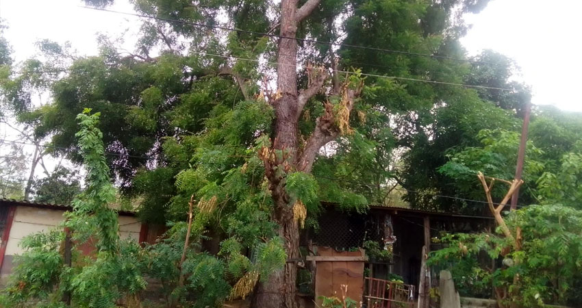 Árbol de níspero es un riesgo para dos viviendas en Condega. Foto: Cortesía/Radio ABC Stereo Árbol de níspero es un riesgo para dos viviendas en Condega. Foto: Cortesía/Radio ABC Stereo