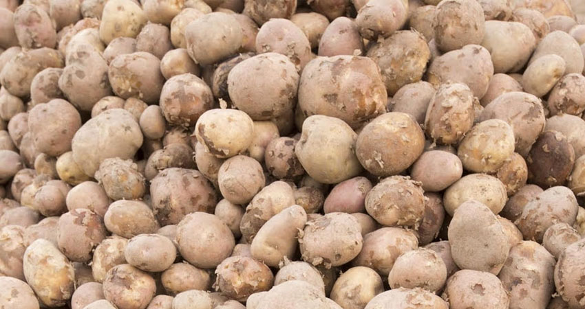 Productores de papa preocupados por precios bajos. Foto de referencia Productores de papa preocupados por precios bajos. Foto de referencia