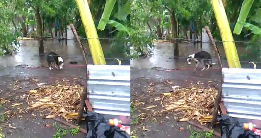 Un perro amarrado bajo la lluvia. Foto: Alba Nubia Lira/Noticias ABC Stereo