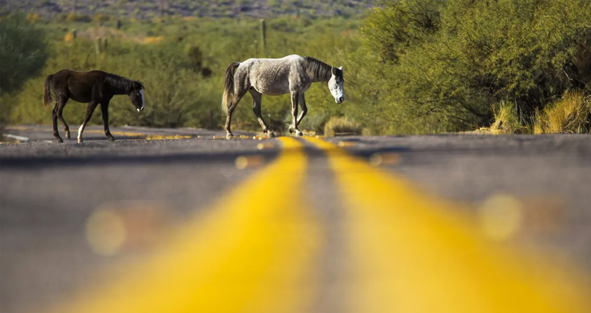 Imagen de referencia Imagen de referencia