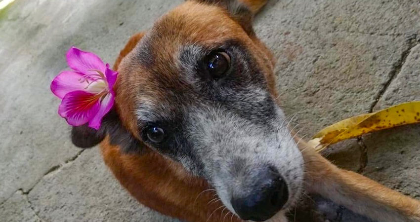 La meta es construir un refugio. Foto: Cortesía/Facebook Lucky’s Foundation