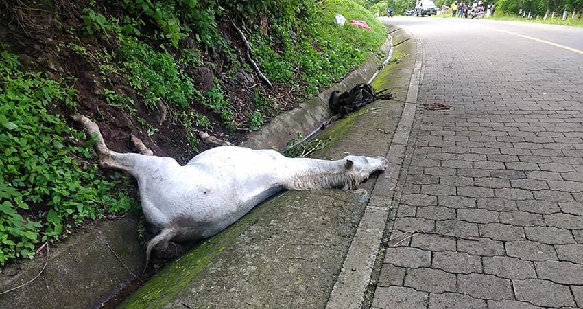 El caballo estaba amarrado cuando fue alcanzado por las abejas. Foto: Juan Fco. Dávila/Radio ABC Stereo El caballo estaba amarrado cuando fue alcanzado por las abejas. Foto: Juan Fco. Dávila/Radio ABC Stereo