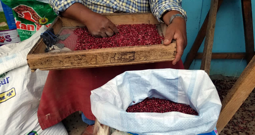 Actualmente la libra de frijol se cotiza en 18 córdobas. Foto: Archivo/Radio ABC Stereo