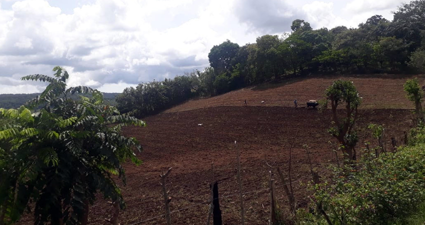 El campesinado está aprovechando las lluvias para sembrar. Foto: Denis García/Radio ABC Stereo El campesinado está aprovechando las lluvias para sembrar. Foto: Denis García/Radio ABC Stereo