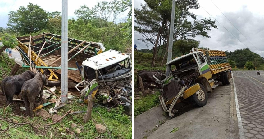 En el camión transportaban toros. Foto: Cortesía/Radio ABC Stereo En el camión transportaban toros. Foto: Cortesía/Radio ABC Stereo