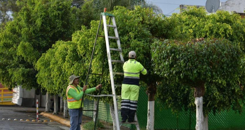 Importancia de la poda responsable: Protegiendo vidas y servicios vitales. Foto: Cortesía/Claro Nicaragua
