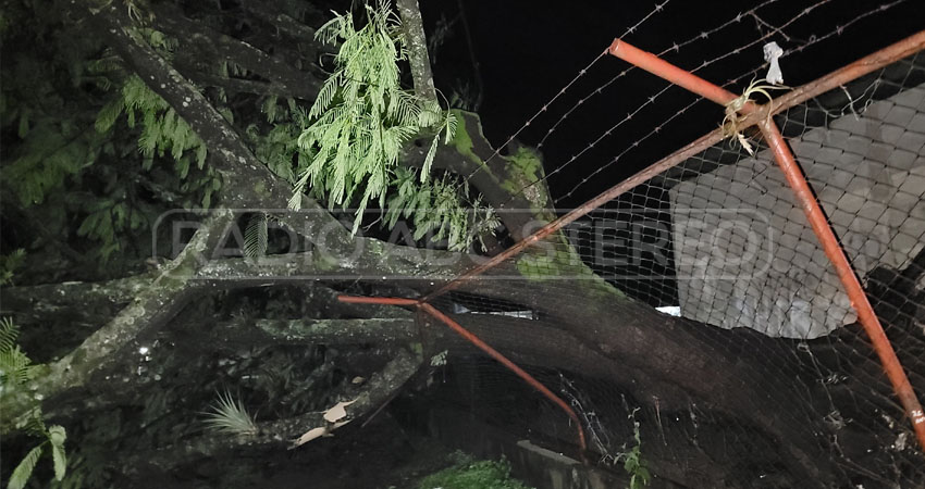 El árbol cayó sobre la barda perimetral de la escuela Aura González de Gutiérrez, en Ocotal, causando daños significativos.