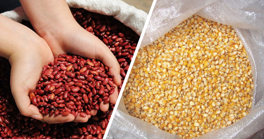 Semillas de maíz y frijol en escasez. Foto: Referencia