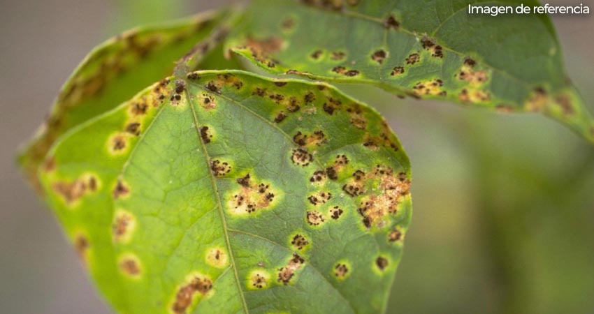 Siembras de El Naranjo afectadas por plagas. Foto: referencia Siembras de El Naranjo afectadas por plagas. Foto: referencia