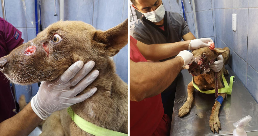 El TVT causa graves lesiones en distintas parte del cuerpo. Foto: Cortesía/Radio ABC Stereo