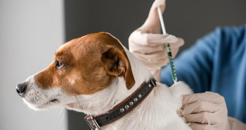 Se esperan atender a unas 100 mascotas. Imagen de referencia Se esperan atender a unas 100 mascotas. Imagen de referencia