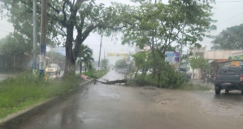 Rama de árbol sobre boulevard Pancasán. Foto: Cortesía/Radio ABC Stereo Rama de árbol sobre boulevard Pancasán. Foto: Cortesía/Radio ABC Stereo