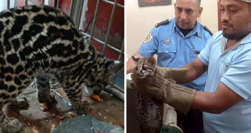 Entregan tigrillo al Zoológico Nacional. Foto: Cortesia/Radio ABC Stereo