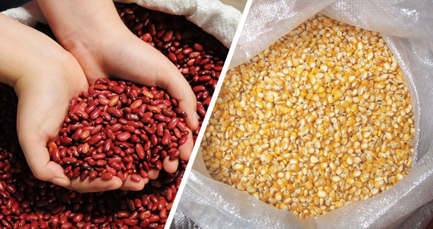 el maíz se ha mantenido caro desde hace un mes. Foto: Referencia el maíz se ha mantenido caro desde hace un mes. Foto: Referencia