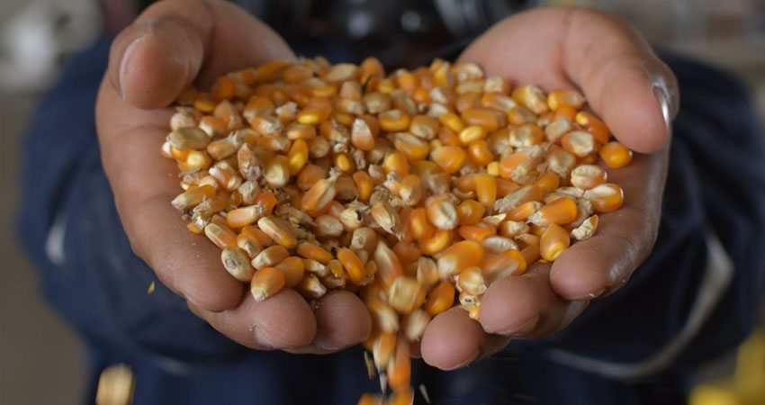 Aumento de precio del maíz en mercados de Somoto y Ocotal. Foto: Imagen de referencia
