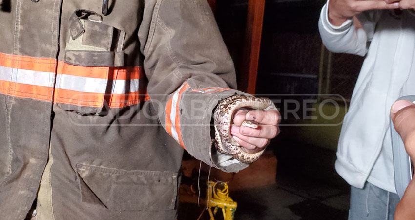 La boa se encontraba en el radiador de la camioneta. Foto: José Enrique Ortega/Radio ABC Stereo