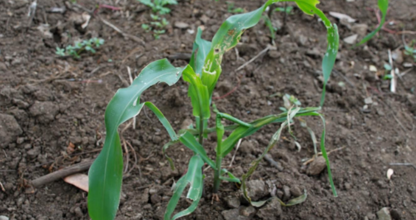 Imagen de referencia. LP. Imagen de referencia. LP.