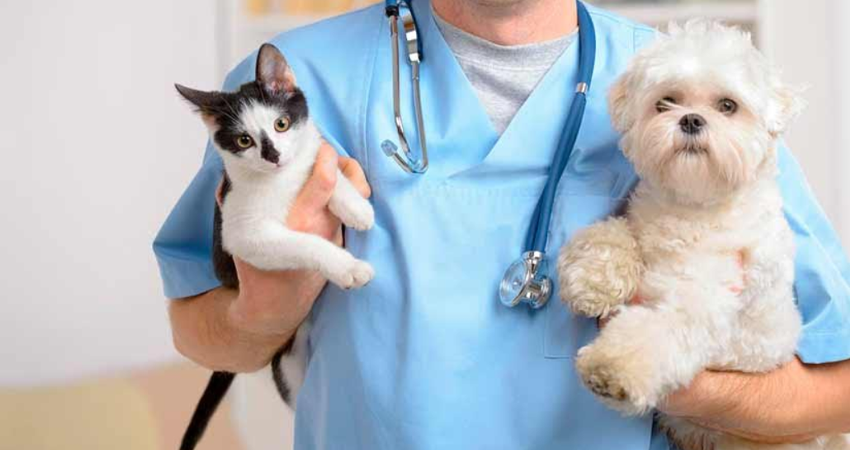 Las tres veterinarias consultadas por Noticias ABC registran bajas ventas en Jalapa. Foto de referencia. Las tres veterinarias consultadas por Noticias ABC registran bajas ventas en Jalapa. Foto de referencia.