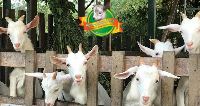 Actualmente trabajan en la mejora del rendimiento. Foto: Cortesía Actualmente trabajan en la mejora del rendimiento. Foto: Cortesía