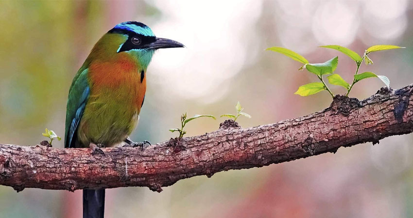 El festival de hará del 14 al 15 de agosto. Foto: Cortesía El festival de hará del 14 al 15 de agosto. Foto: Cortesía