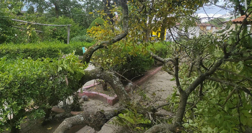 Árbol se desploma en el parque central de Ocotal. Foto: Marvin Gadea/Radio ABC Stereo Árbol se desploma en el parque central de Ocotal. Foto: Marvin Gadea/Radio ABC Stereo