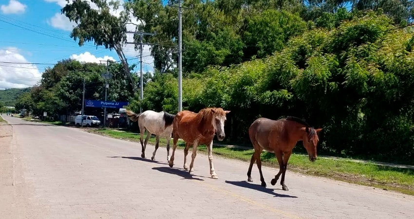 Equinos deambulan  en la vía pública.     Foto: Radio ABC Stereo Equinos deambulan  en la vía pública.     Foto: Radio ABC Stereo