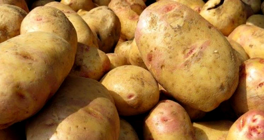 Aumenta el precio de la papa. Foto: Imagen de referencia