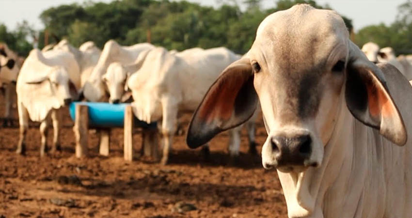 Denuncian dos casos de abigeato en Palacaguina. Foto: Imagen de referencia