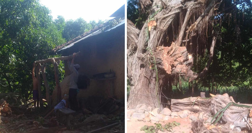 Gran rama cayó sobre una vivienda en Santo Tomás del Norte. Foto: Cortesía/Radio ABC Stereo