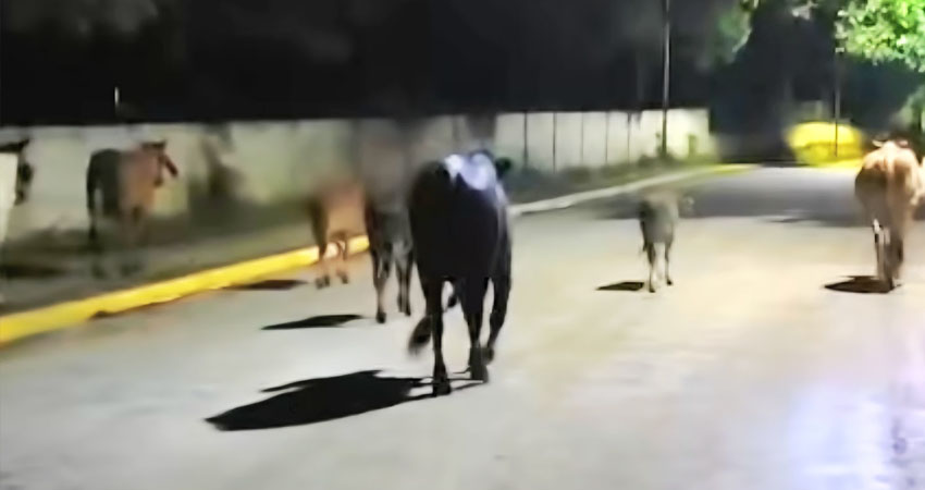 El ganado suelto ha provocado varios accidentes en el departamento. Foto: Cortesía/Radio ABC Stereo