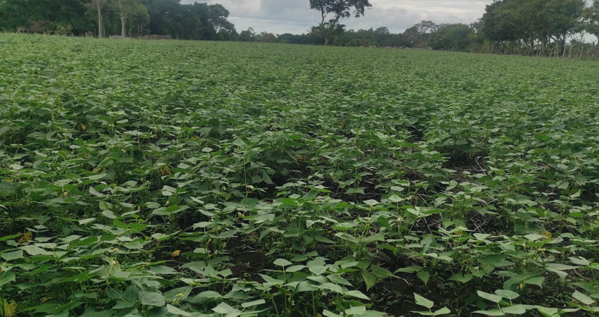 Algunos productores pronto cosecharán frijoles. Foto: Byron Altamirano/Radio ABC Stereo