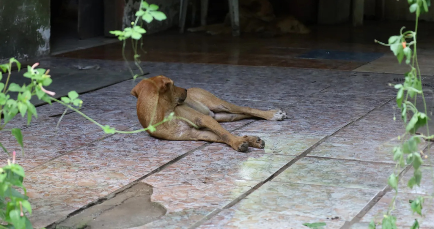 En la casa del sospechoso hay otros animales vivos. Foto: Reiner Montero para La Nación En la casa del sospechoso hay otros animales vivos. Foto: Reiner Montero para La Nación