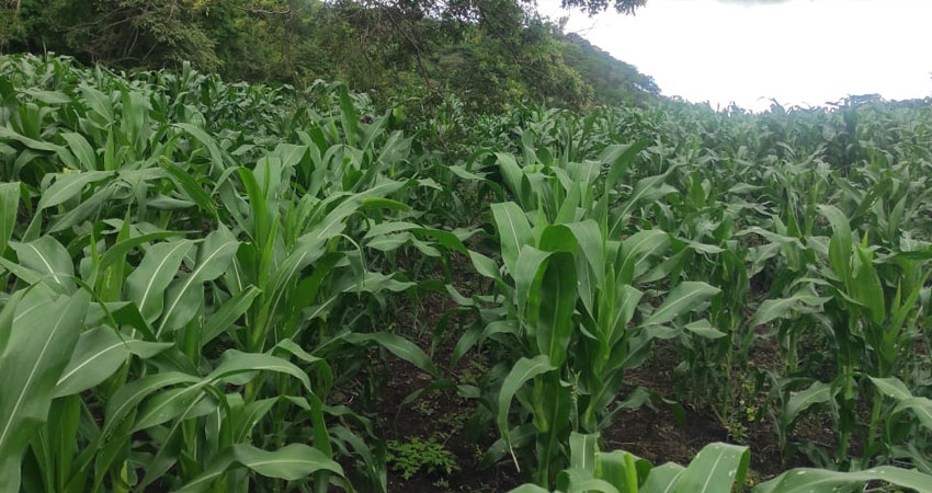 Cultivo de maíz. Foto: Byron Altamirano/Radio ABC Stereo Cultivo de maíz. Foto: Byron Altamirano/Radio ABC Stereo