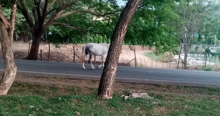 Animales sueltos sobre la vía Somoto - El Espino. Foto: Cortesía/Radio ABC Stereo