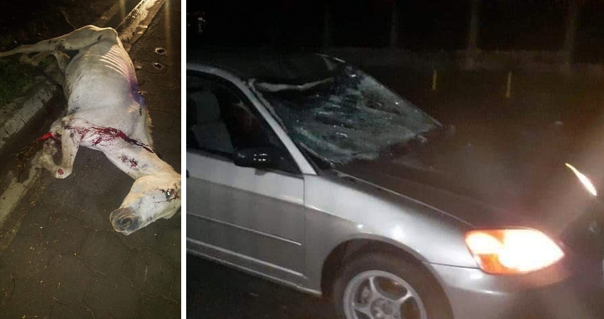 Uno de los equinos quedó gravemente herido y murió. Foto: Juan Fco. Dávila/Radio ABC Stereo Uno de los equinos quedó gravemente herido y murió. Foto: Juan Fco. Dávila/Radio ABC Stereo