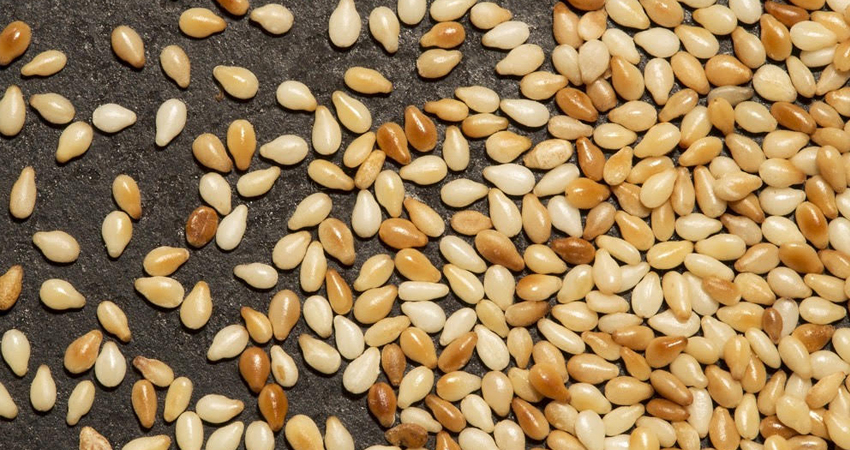 En Achuapa trabajan entre unos 200 y 230 productores de ajonjolí. Foto: Cortesía En Achuapa trabajan entre unos 200 y 230 productores de ajonjolí. Foto: Cortesía