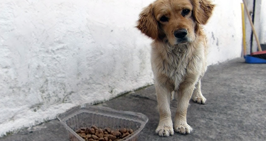 Lamentan la falta de conciencia de quien se robó el alimento. Foto de referencia