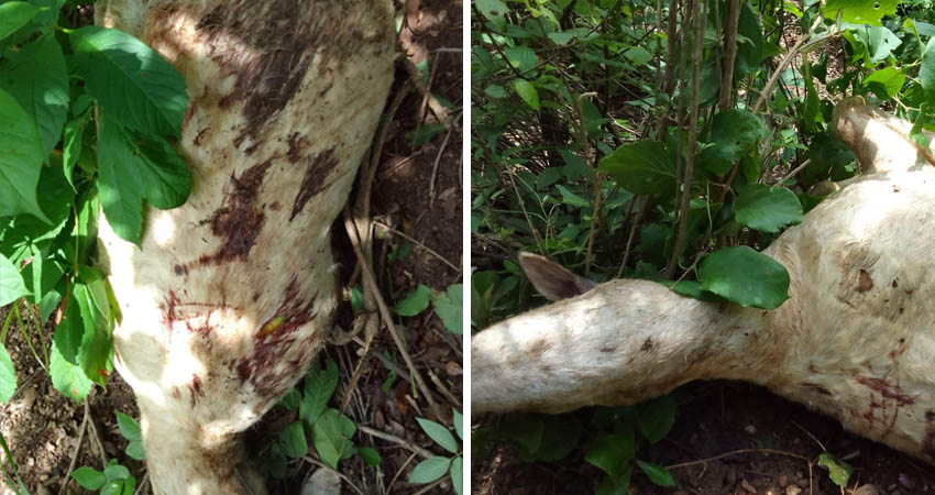 Recientemente fue encontrado muerto un pelibuey. Foto: Cortesía/Radio ABC Stereo