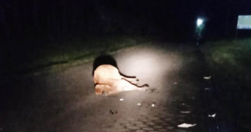 El suceso se registró en la comarca Tataslí, a la altura del kilómetro 288. Foto: Cortesía/Radio ABC Stereo