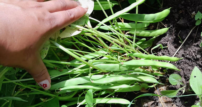 Invierno favorece producción de maíz y frijoles. Foto: Marvin Gadea/Radio ABC Stereo
