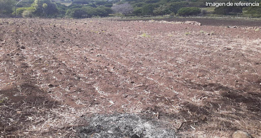 Caficultores esperan lluvias regulares para bien de sus plantíos.  Foto: Imagen de referencia