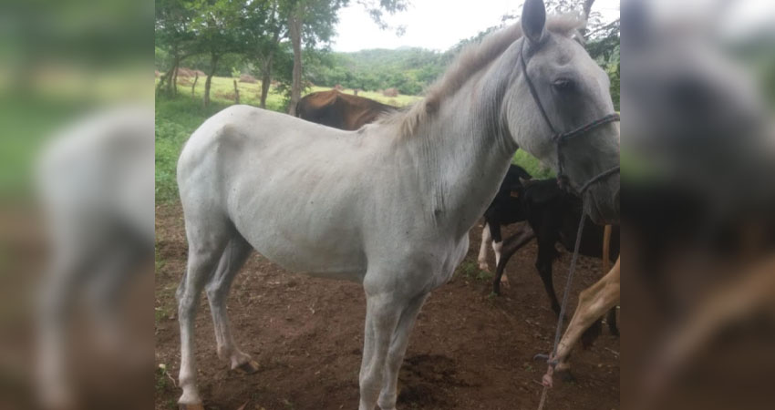 El animal robado es una yegua blanca de cascos amarillos. Foto: Cortesía/Radio ABC Stereo El animal robado es una yegua blanca de cascos amarillos. Foto: Cortesía/Radio ABC Stereo