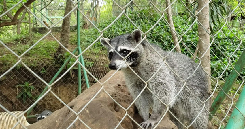 En los próximos días será liberado un mapache. Foto: José Enrique Ortega/Radio ABC Stereo En los próximos días será liberado un mapache. Foto: José Enrique Ortega/Radio ABC Stereo