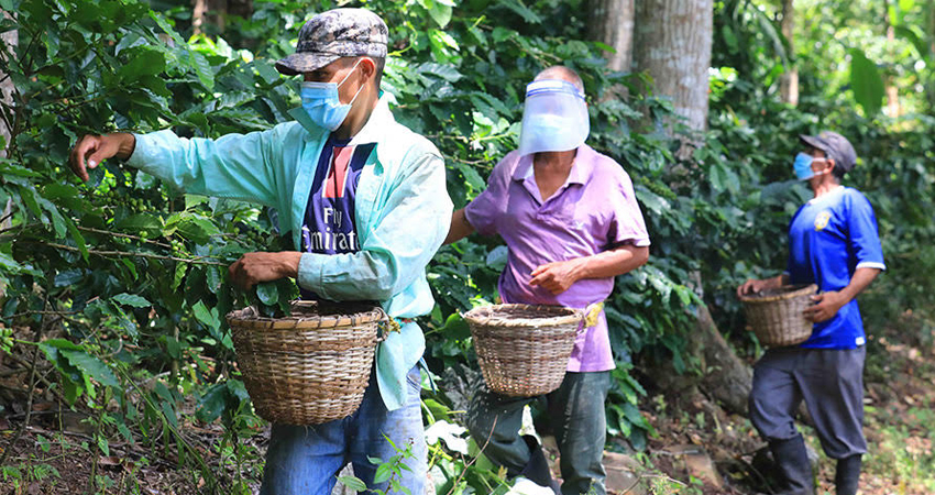 No hay suficiente mano de obra para la recolección del grano. Foto: Cortesía/Radio ABC Stereo No hay suficiente mano de obra para la recolección del grano. Foto: Cortesía/Radio ABC Stereo