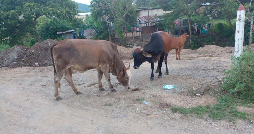 Los animales han causado accidentes y daños en la propiedad. Foto: Cortesía/Radio ABC Stereo