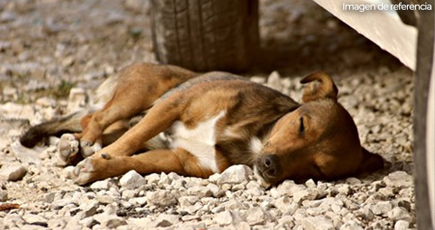 Atropellar intencionalmente a una mascota puede ser peligroso penado por la ley. Foto de referencia. Atropellar intencionalmente a una mascota puede ser peligroso penado por la ley. Foto de referencia.