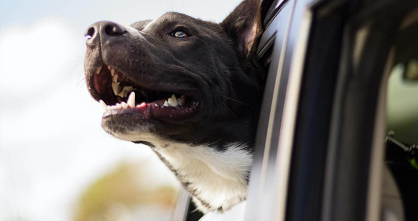 Los perros crean un vínculo de cercanía y confianza con quien los alimenta.