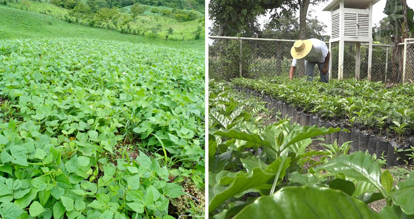 Cosecha de maíz y frijol en riesgo por invierno irregular. Foto: Imagen de referencia