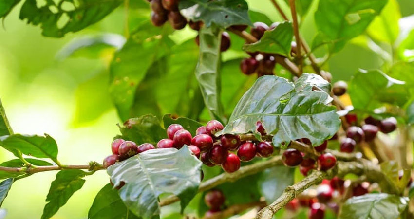El norte de Nicaragua es conocido por la producción de café. Foto: Archivo/Radio ABC Stereo El norte de Nicaragua es conocido por la producción de café. Foto: Archivo/Radio ABC Stereo