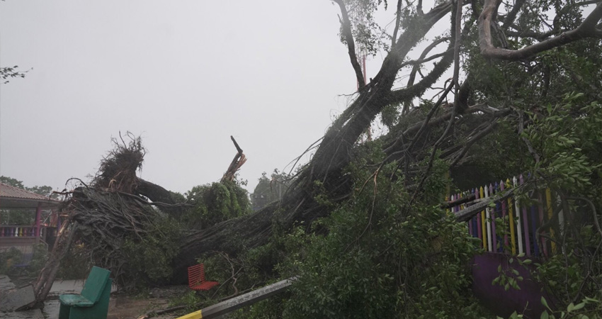 Árboles caídos y casas inundadas conforman los embates causados por el huracán Eta en Bilwi. Foto: Cortesía Árboles caídos y casas inundadas conforman los embates causados por el huracán Eta en Bilwi. Foto: Cortesía